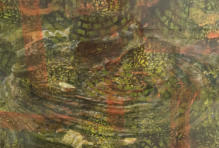 Origen de la vida, fotografía digital intervenida, 50 x 70 cm